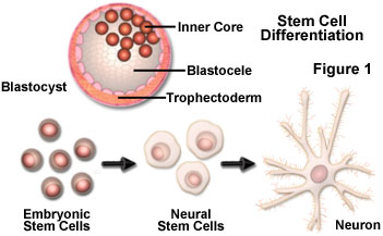 Stem cell Differentiation